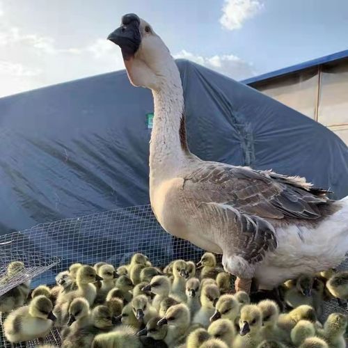 正宗狮头鹅汕头澄海纯种狮头鹅潮汕特大种巨型狮头子鹅活体大白鹅