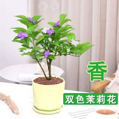 双色茉莉花盆栽植物室内虎头茉莉花老桩树苗四季开花浓香重瓣花卉