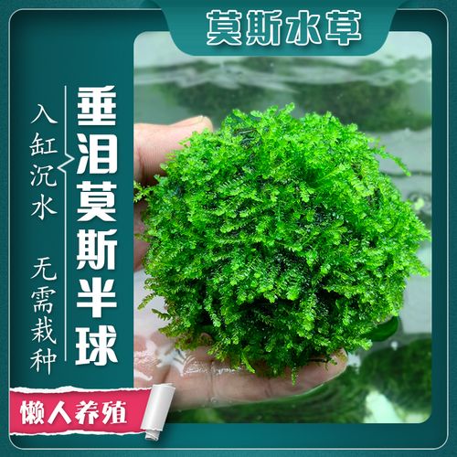 鱼缸懒人莫斯水草造景沉木大三角美凤尾垂泪沉水莫丝悬浮半球阴性