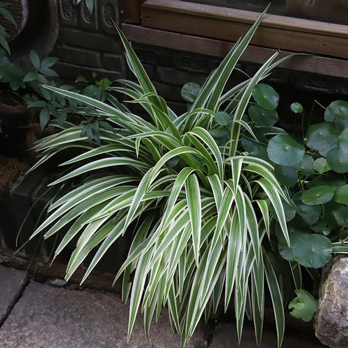 银边吊兰 卷叶吊兰室内耐阴 好养吊竹梅组合盆易爆盆带土发货