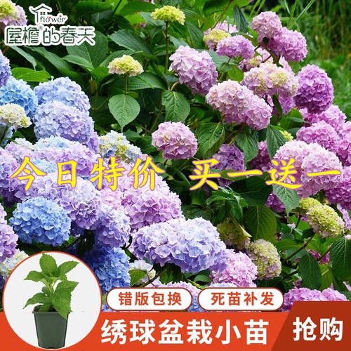 花莳园艺大花绣球无尽夏盆栽花苗八仙花阳台花卉美观庭院b花园植