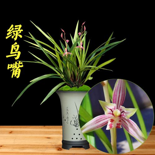 绿鸟嘴 兰花盆栽花卉植物室内花四季兰草建兰名贵浓香花苞好养活