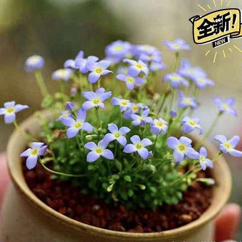 北美耳草绿植北欧ins风真植物蓝花耳草蓝花耳草 北美耳草 雏草 豆