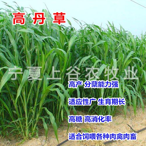 高丹草种子进口高产草籽超级糖王养殖猪牛羊鸡鸭鹅鱼牧草四季包邮