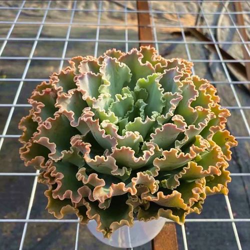 多肉植物超大蓝狐水瓶座老桩包菜稀有品种阳台防辐射