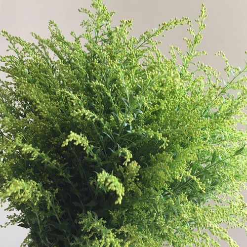 黄莺草云南鲜花基地直发速递花束家用真花水养配草配花搭玫瑰鲜花