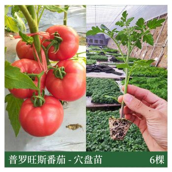 西红柿苗秧千禧圣女果苗矮生瀑布小番茄苗树种子孑盆栽四季蔬菜籽 天