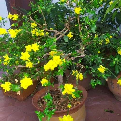 复瓣迎春花盆景素材重瓣金玉牡丹盆栽爬藤垂吊不包活