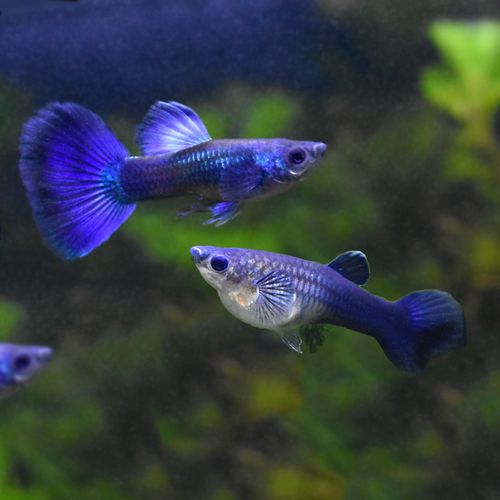 冰鱼莫斯科冰蓝凤尾鱼彩霞鱼淡水热带小型观赏鱼活体胎生鱼 冰鱼 3对