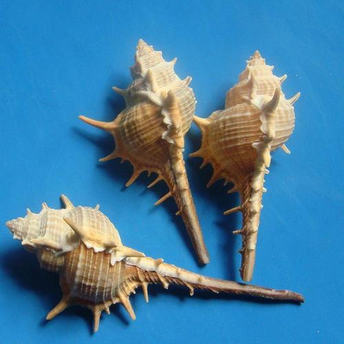 2个女巫骨螺大刺螺套装天然海螺贝壳鱼缸装饰水族箱造景摆件