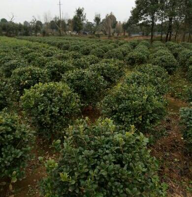 0/棵 无刺枸骨 大量供应枸骨球类