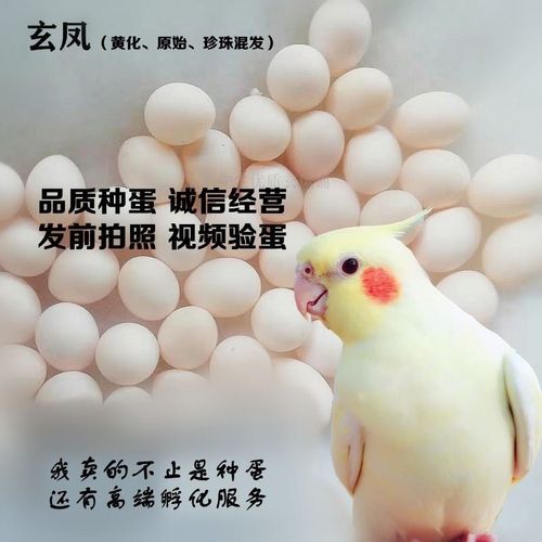 玄凤鹦鹉蛋受精可孵化化玄风宠物虎皮原始云斑种蛋人工手养鸟蛋