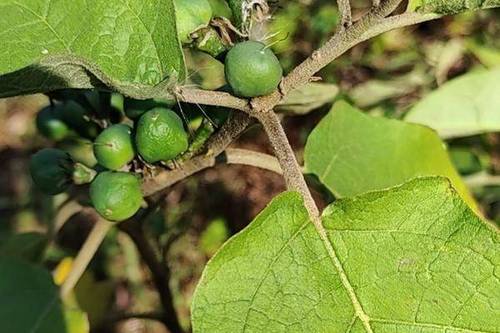 0/斤 颠茄草 野生丁茄 刺茄 颠茄根 生品根部整条发货