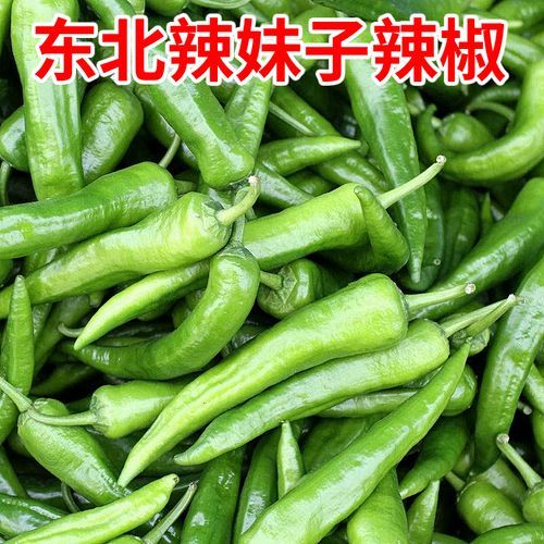 东北新鲜小辣椒5斤农家蔬菜 青辣椒辣妹子笨辣椒特辣薄皮绿尖椒