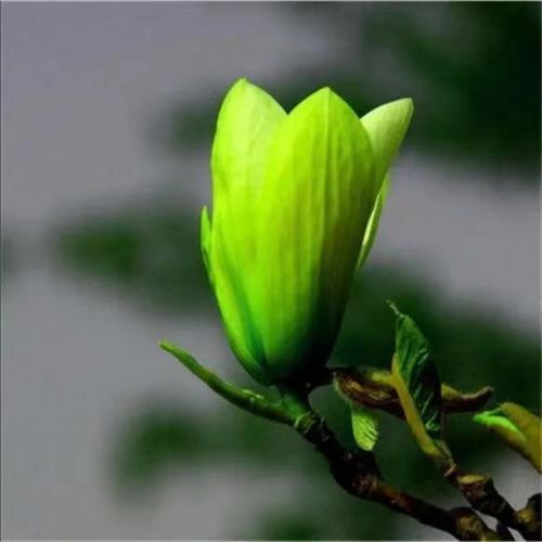 精选绿植】浓香型嫁接白兰花苗白玉兰花卉黄果兰绿植四季开花 2号颜色