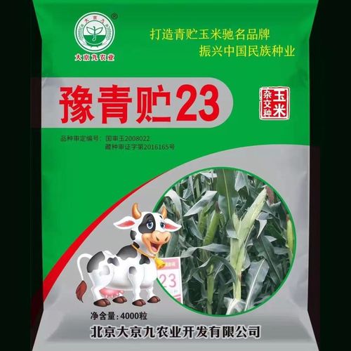 大京九青贮玉米销量之王豫青贮23
