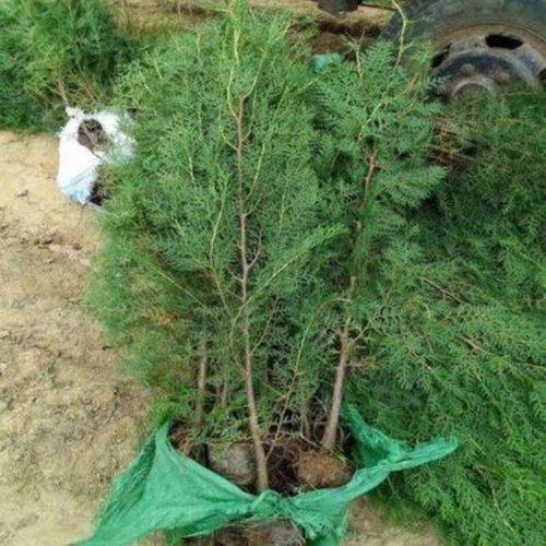 侧柏树苗 扁侧柏树 松柏树苗 庭院绿化侧柏叶 柏树绿化苗木【6月8日发