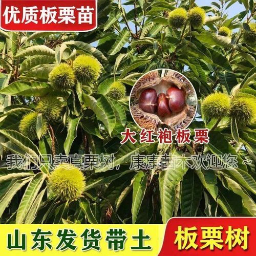 板栗树苗果树苗嫁接板栗苗大红袍板栗栗子树苗南北方种植当年结果