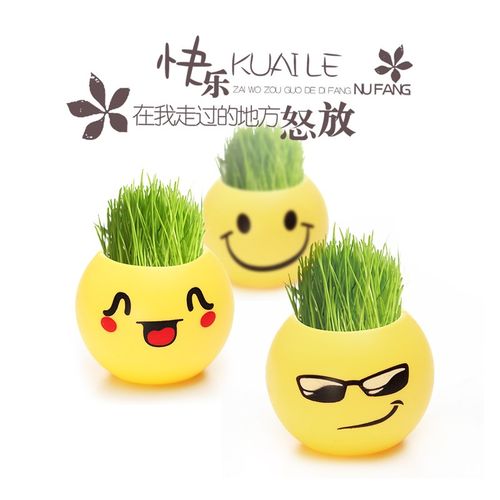 头上长草盆栽浇水长草的植物娃娃草头娃娃娃草植物草头种籽幼儿园