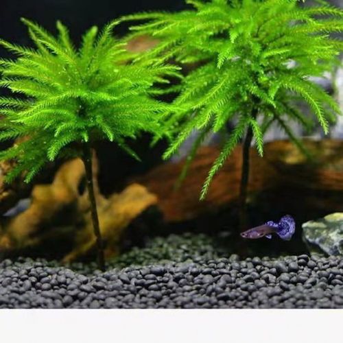 藓水草活体耐活耐低温苔藓鱼缸水族箱生态瓶造景  野生【全国可发货