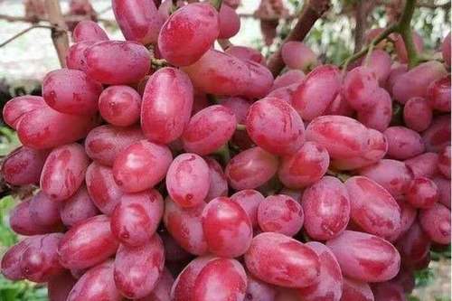 8/斤 【特价包邮】克伦生葡萄无籽红提应季新鲜水果脆甜薄皮无核葡萄