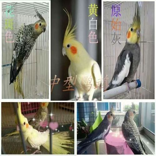 虎皮玄凤鹦鹉活体凤头鹦鹉鸟说话手养亲人的宠物鸟活体包邮送礼品