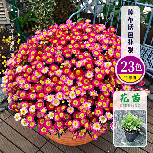 *玛格丽特花苗小苗耐寒耐旱带土植物阳台盆栽花卉花期长