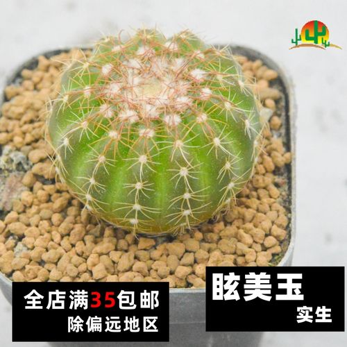 【仙人联盟】眩美玉 实生 仙人球开花美球小盆栽满35包邮