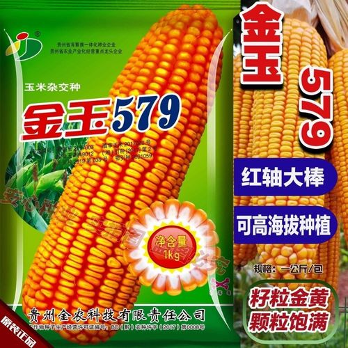 金玉杂交玉米种子高产大棒矮杆饲料玉米种子抗旱抗倒红轴大棒