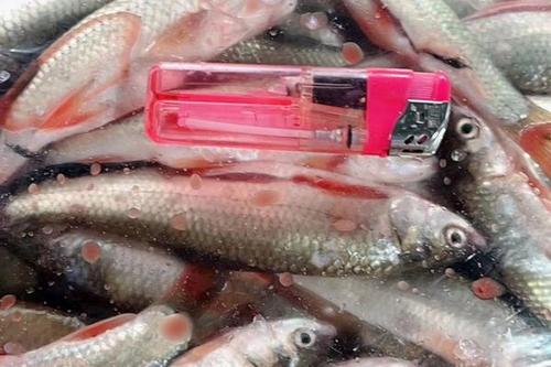 0/斤 麦鲮鱼,红眼鱼,规格8到12公分,一斤12条左右