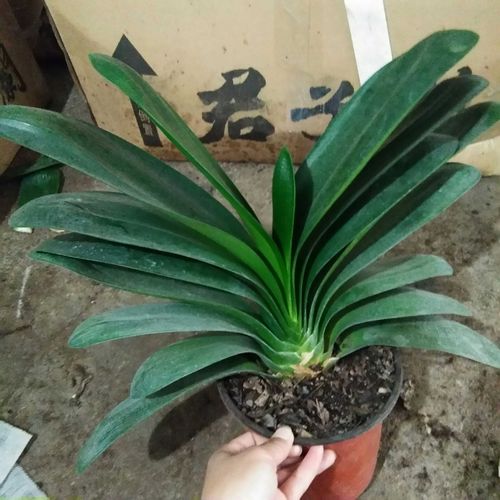 圆头和尚君子兰 盆栽花卉小苗 短叶黄技师 花脸兰花