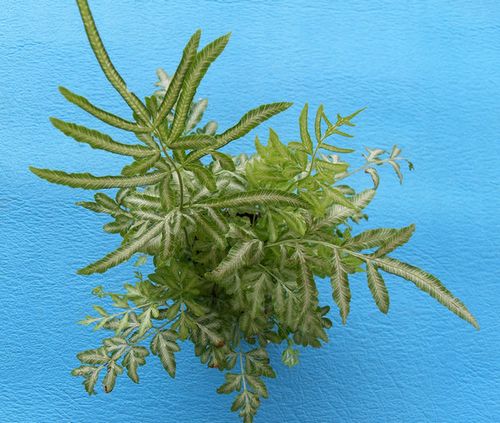 观赏蕨类带叶艺的 银脉凤尾蕨 白脉叶为植株增色不少好看