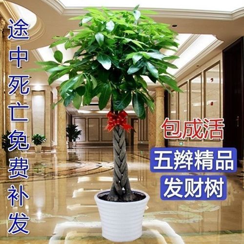 发财树大型辫子摇钱树花卉绿植室内外植物盆景客厅办公发财树盆栽
