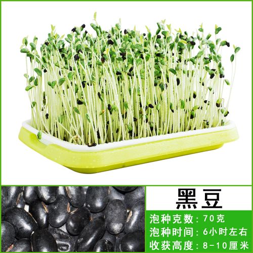 种子水培蔬菜种籽小麦香椿豌豆花生松柳苗绿豆黄豆 豆芽菜 黑豆500克