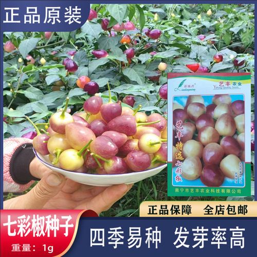 七彩辣椒种子广西特产泡椒大果七彩椒盆栽四季种腌制泡椒蔬菜种子