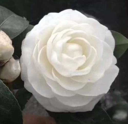 品种茶花白色茶花东方亮大花阳台庭院盆栽植物花卉