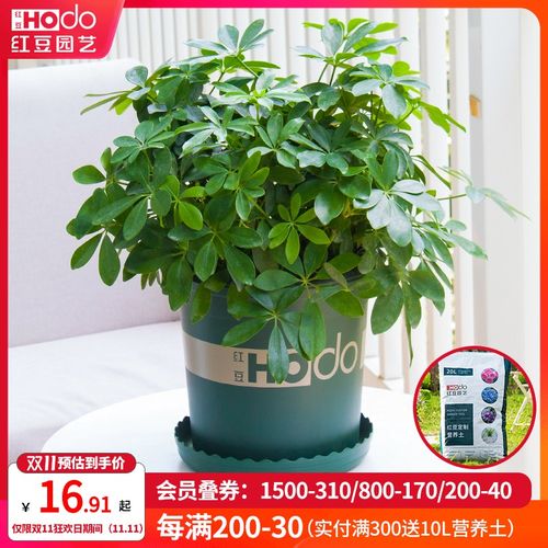 红豆园艺七叶莲盆栽鸭脚木摇钱树植物室内耐阴植物大