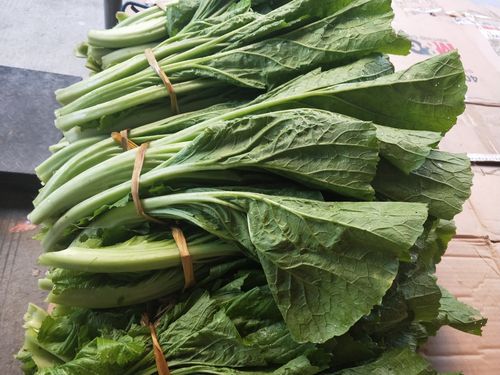 贵州新鲜大叶青菜农家自种蔬菜做自做酸菜的菜露天菜