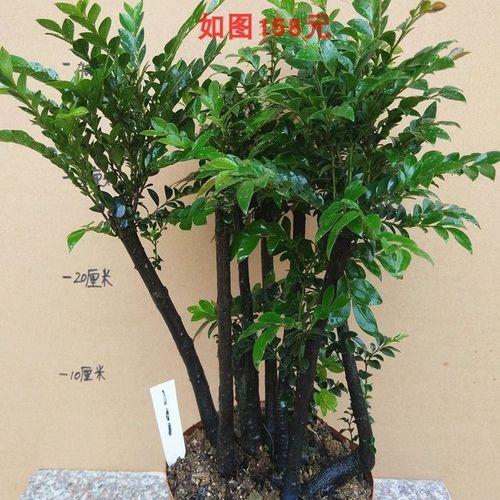 名贵黑骨茶黑檀木盆景树桩植物盆栽室内外桌面绿植小叶檀香紫檀树