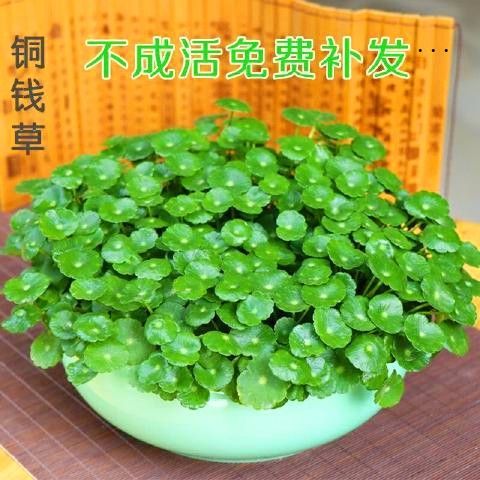 招财夏季绿色水养不含盆非常容易客厅水培植物花卉u