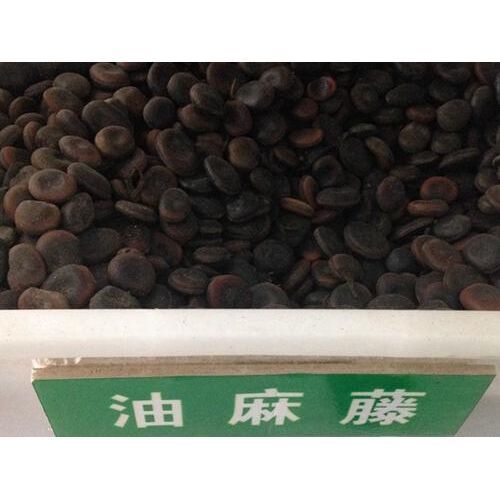 油麻藤过山龙油麻血藤牛肠藤鸡血藤牛麻藤棉麻藤牛马藤攀爬类种子