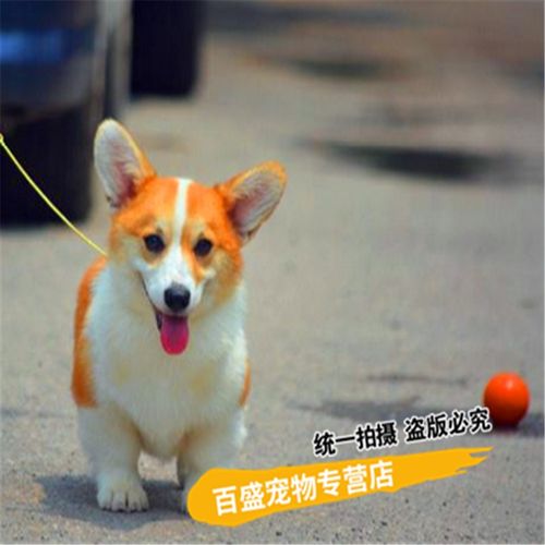 北京犬舍繁殖出售柯基犬 威尔士柯基幼犬小短腿三色柯基幼犬双色柯基