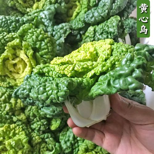 黄心乌菜种子乌塌菜种籽四季白菜冬天青菜蔬菜种孑黑菜秋冬季菜籽