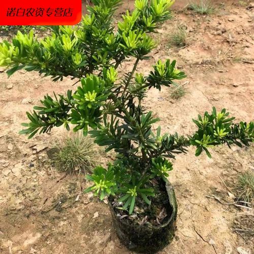 正宗金钻罗汉松造型盆栽四季常青绿植观赏植物庭院阳台易养 正宗金钻