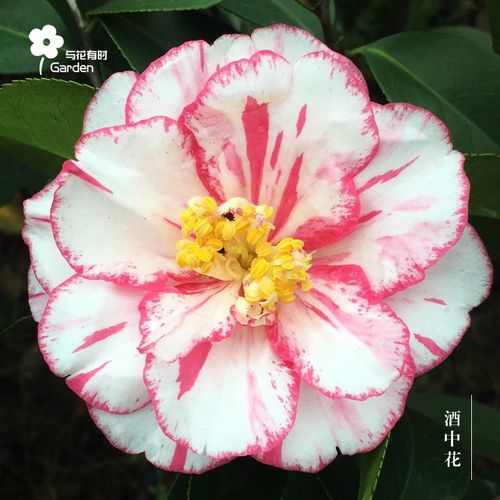 酒中花盅茶花盆栽小苗日本稀有品种迷你白红庭院趣味好看容易养活