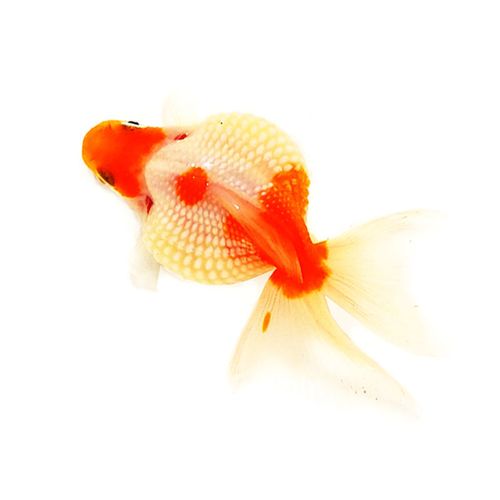 【店铺推荐】鼠头珍珠金鱼观赏鱼冷水淡水鱼苗圆红白五花活鱼活体 3-4