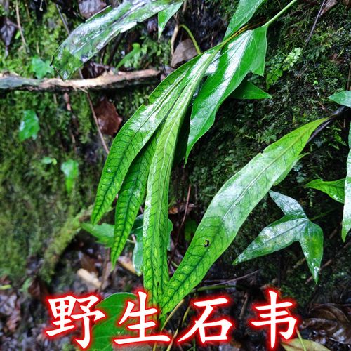 石韦草石樜石皮石苇金星草石兰生扯拢虹霓剑草石背柳金汤匙石剑草
