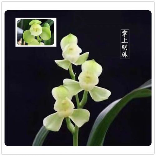 建兰掌上明珠 矮种荷瓣素心兰花 浓香素花铭品 室内盆栽包