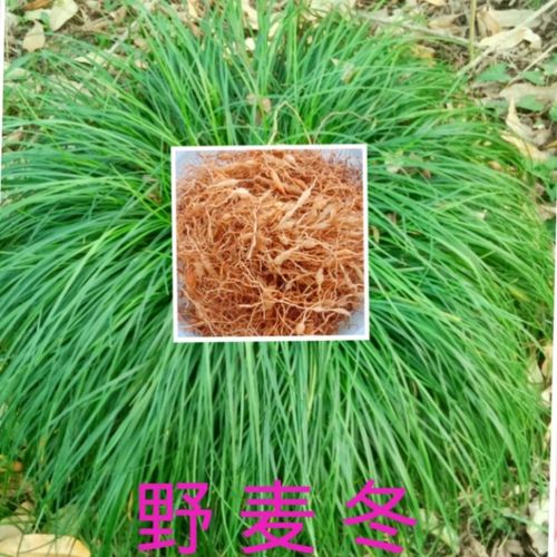 中药材野生 麦冬根 润肺止咳贫血排毒 化血糖 失眠烦 维生素 种苗