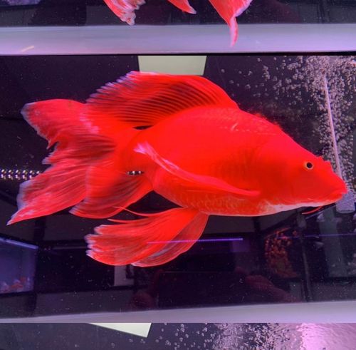 观赏鱼球体红蝴蝶鲤活体贵妃熊猫龙鲤纯种冷水鱼龙凤锦鲤鱼苗金鱼